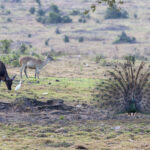 Banteng and Green Peafowl in Alas Purwo (image by Dáni Balla)