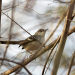 Bar-winged Prinia (image by Dáni Balla)