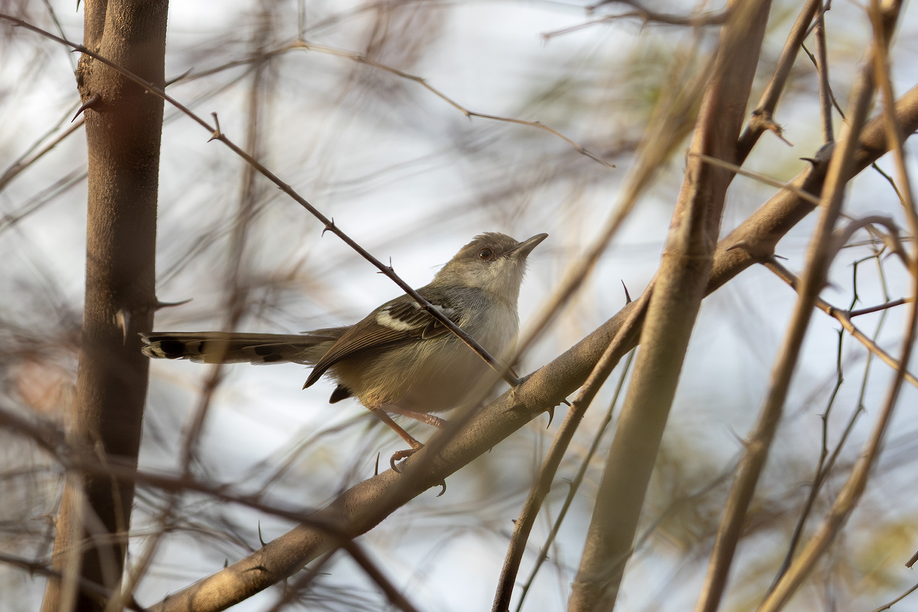 Bar-winged Prinia (image by Dáni Balla)