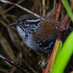 Bar-winged Wood Wren (image by Leo Garrigues)