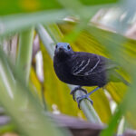 Bare-crowned Antbird (image by Pete Morris)