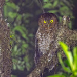 Bare-shanked Screech Owl (image by Pete Morris)