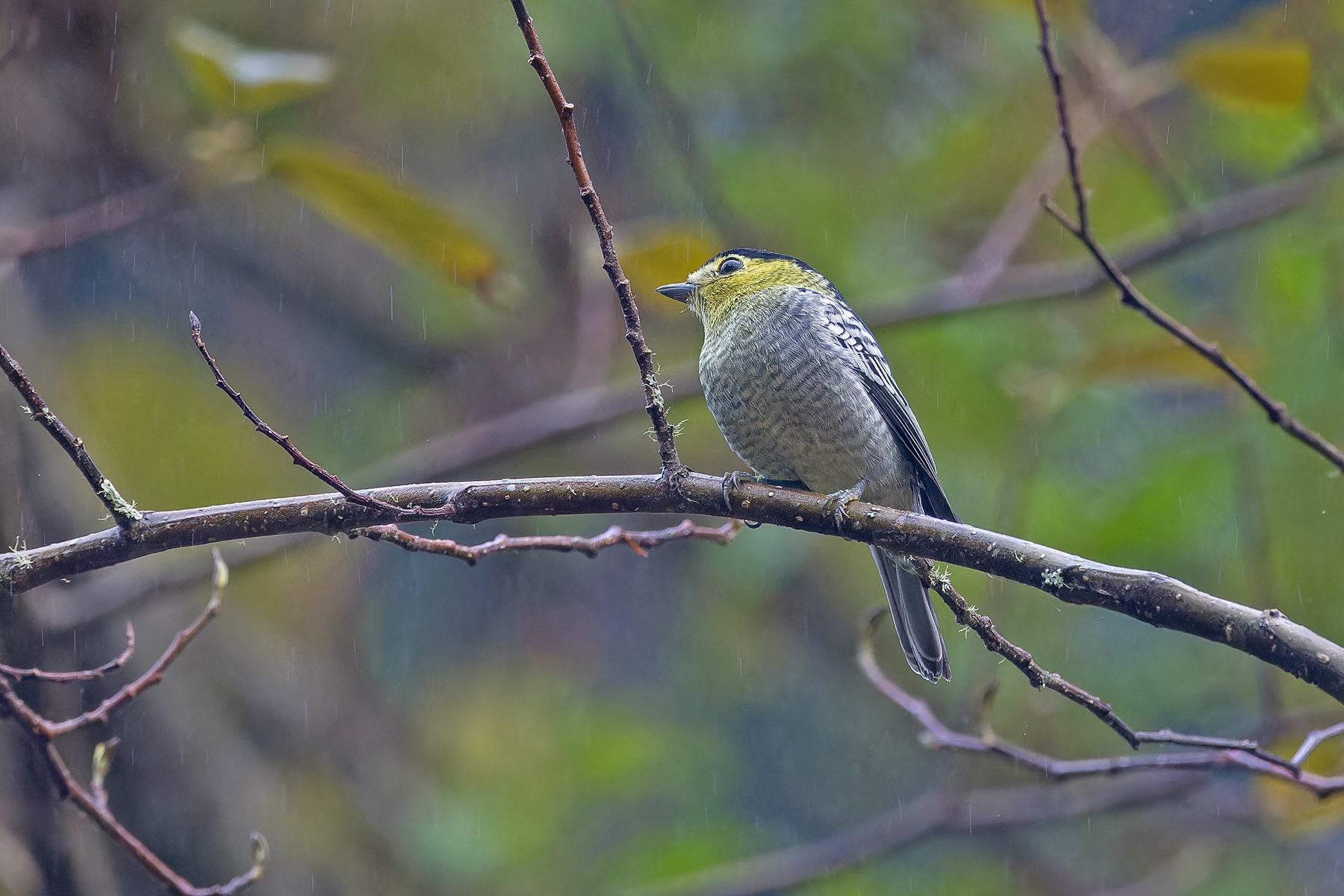 Barred Becard (image by Pete Morris)
