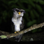 Barred Eagle-Owl (image by Dáni Balla)