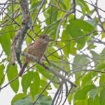 Barred Puffbird (image by Pete Morris)