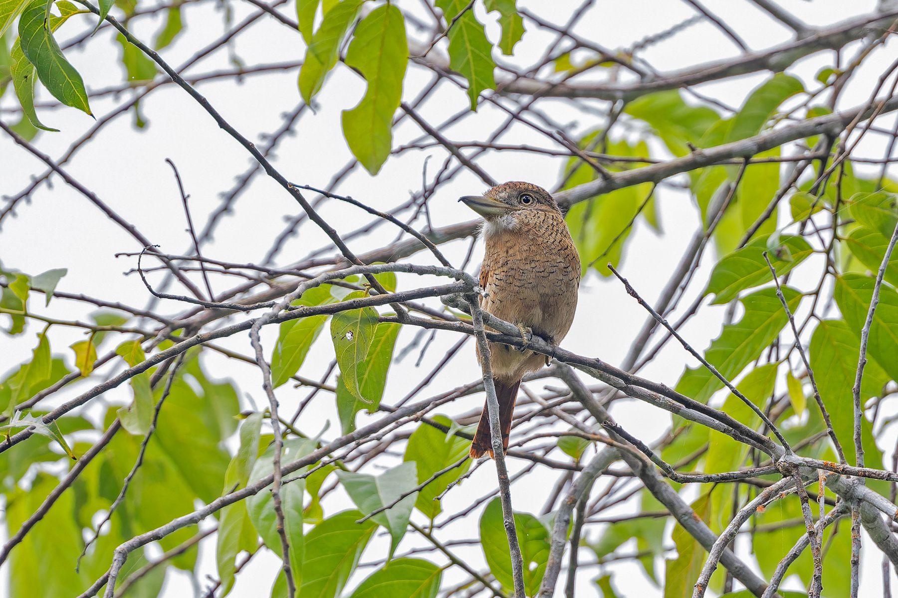 Barred Puffbird (image by Pete Morris)