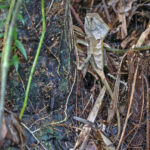 Basilisk Lizard (image by Pete Morris)