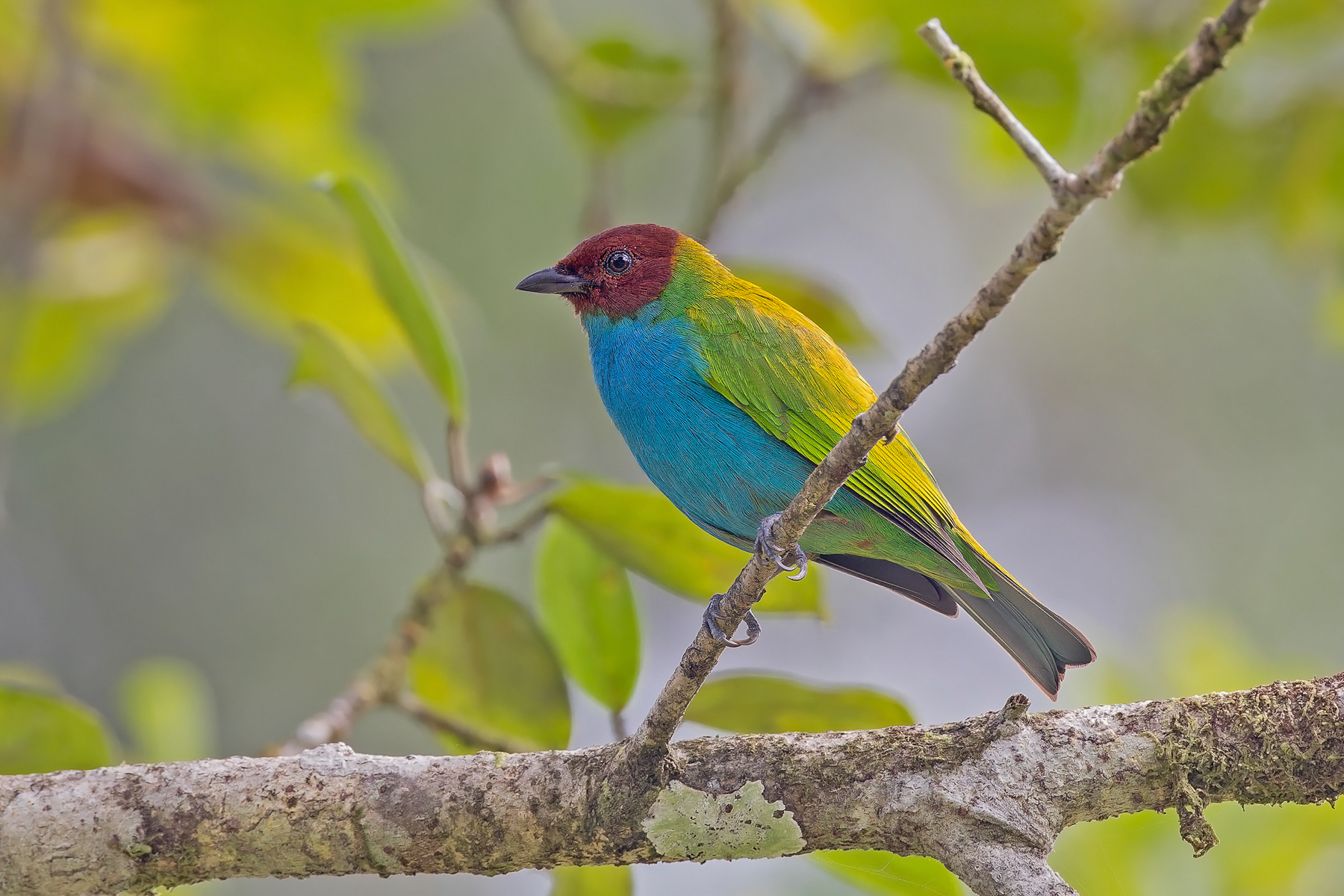 Bay-headed Tanager (image by Pete Morris)