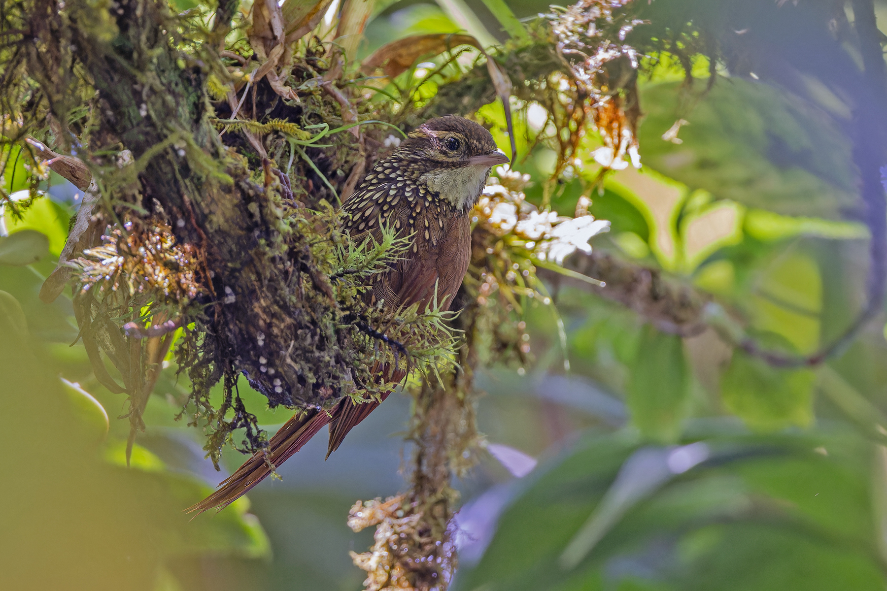 Beautiful Treerunner (image by Pete Morris)