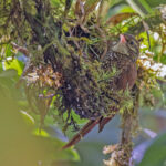 Beautiful Treerunner (image by Pete Morris)