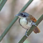 Bicoloured Antbird (image by Pete Morris)