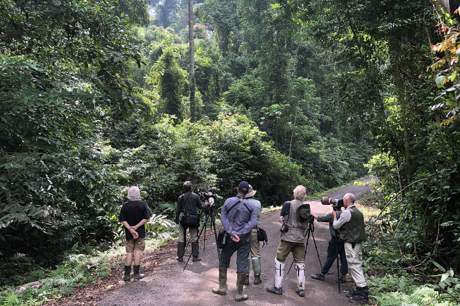 Birding in Danum Valley (image by Dáni Balla)