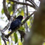 Singing male of the very localised Black Oriole (image by Dáni Balla)