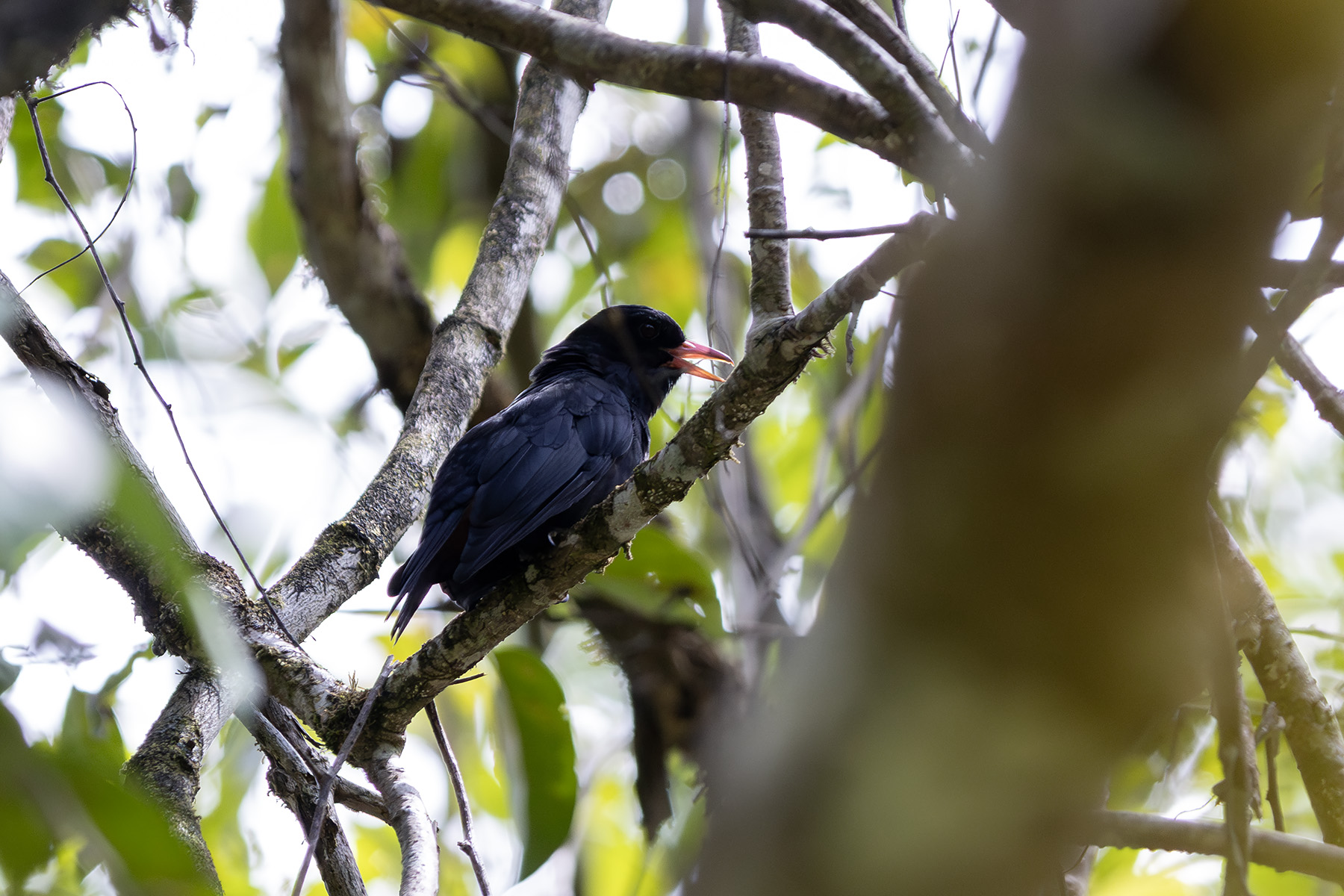 Singing male of the very localised Black Oriole (image by Dáni Balla)