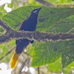 Black Oropendola (image by Pete Morris)