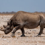 Black Rhino (image by John McLoughlin)