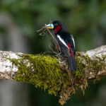 Black-and-red Broadbill (image by Dáni Balla)