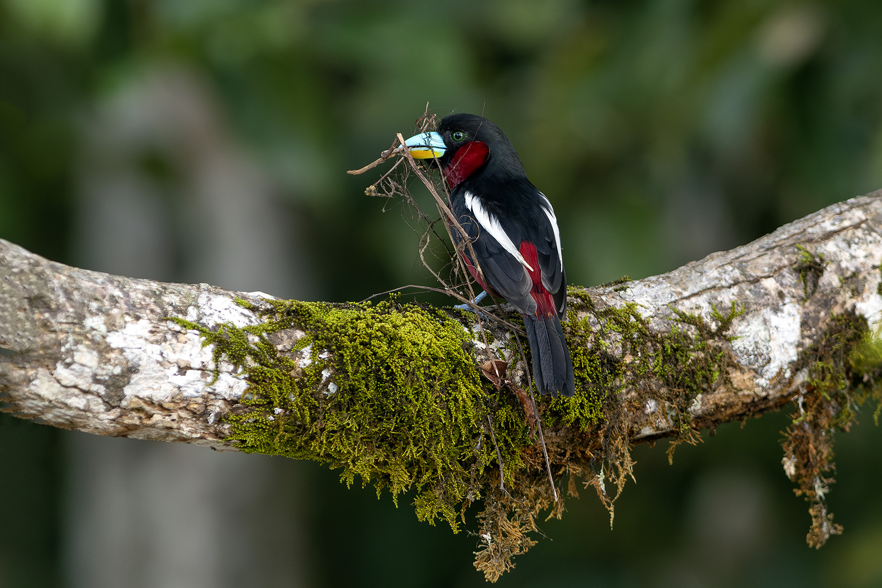 Black-and-red Broadbill (image by Dáni Balla)