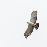 Black-and-white Hawk-Eagle (image by Pete Morris)