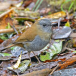 Black-billed Nightingale-Thrush (image by Pete Morris)