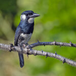 Black-breasted Puffbird (image by Pete Morris)