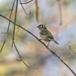 Black-capped Vireo (image by Pete Morris)