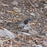 Black-chested Sparrow (image by Pete Morris)