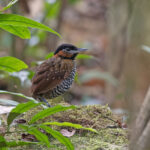 Black-crowned Antpitta (image by Pete Morris)