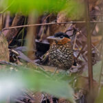 Black-crowned Antpitta (image by Pete Morris)