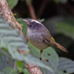 Black-eared Warbler (image by Pete Morris)
