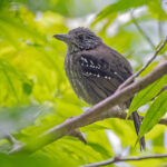 Black-hooded Antshrike (image by Pete Morris)