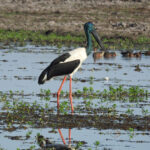 Black-necked Stork (image by David Kowalick)