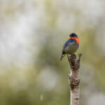 Black-sided Flowerpecker (image by Dáni Balla)