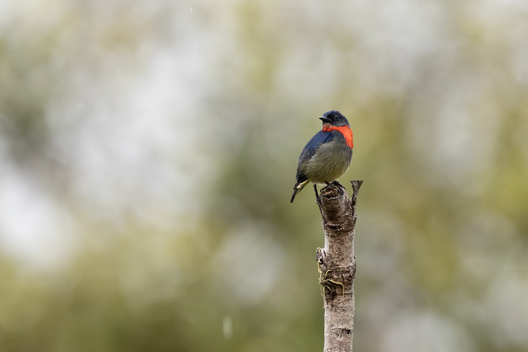Black-sided Flowerpecker (image by Dáni Balla)