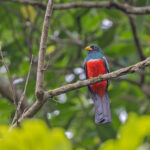 Black-tailed Trogon (image by Pete Morris)