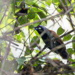 Black-throated Babbler (image by Dáni Balla)