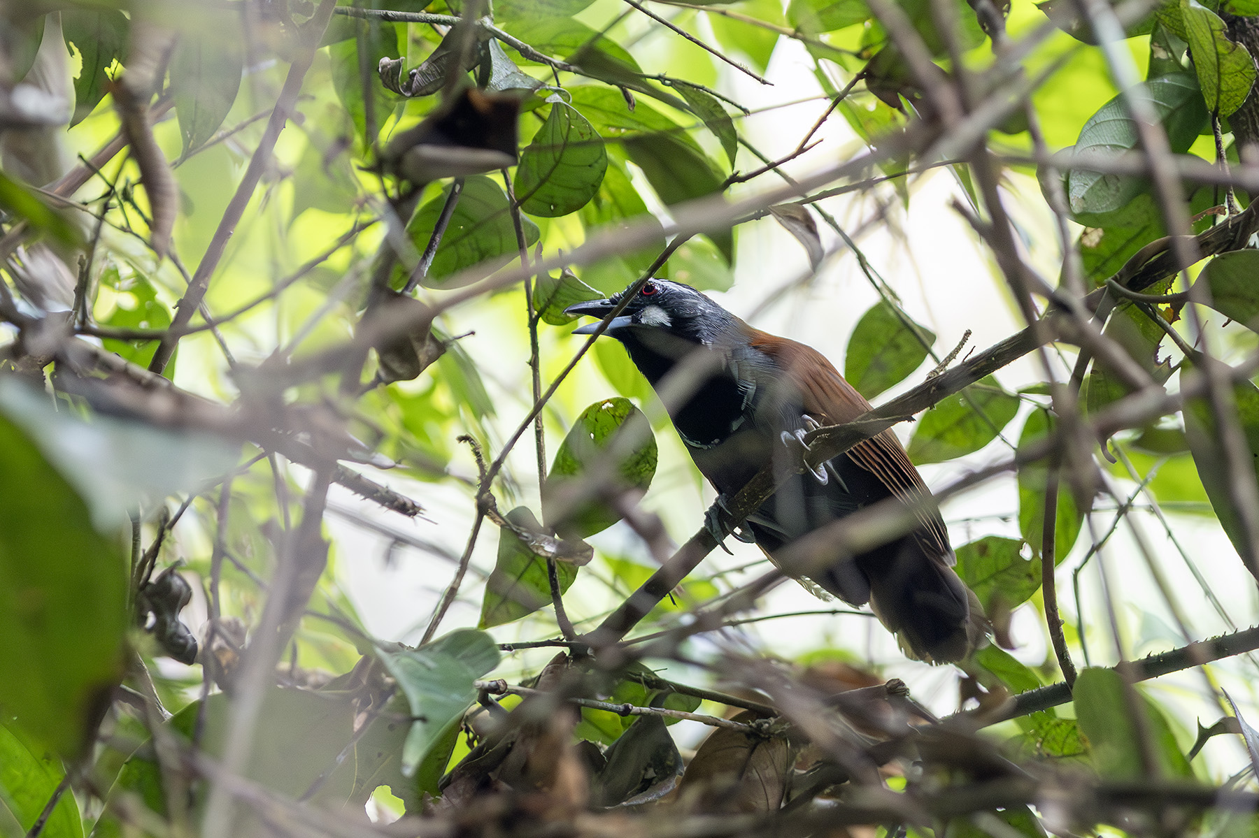 Black-throated Babbler (image by Dáni Balla)