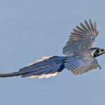 Black-throated Magpie-Jay (image by Pete Morris)