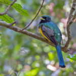 Black-throated Trogon (image by Pete Morris)