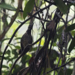 Black-throated Wren-Babbler (image by Dáni Balla)