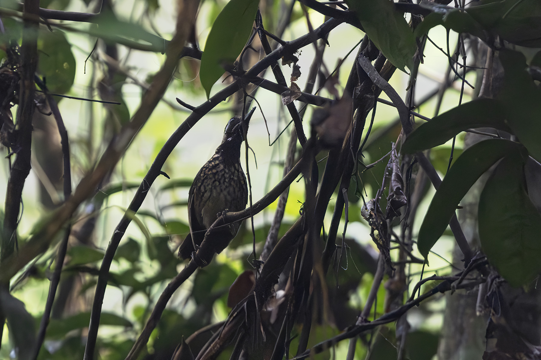 Black-throated Wren-Babbler (image by Dáni Balla)