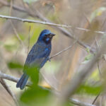 Blue Bunting (image by Pete Morris)