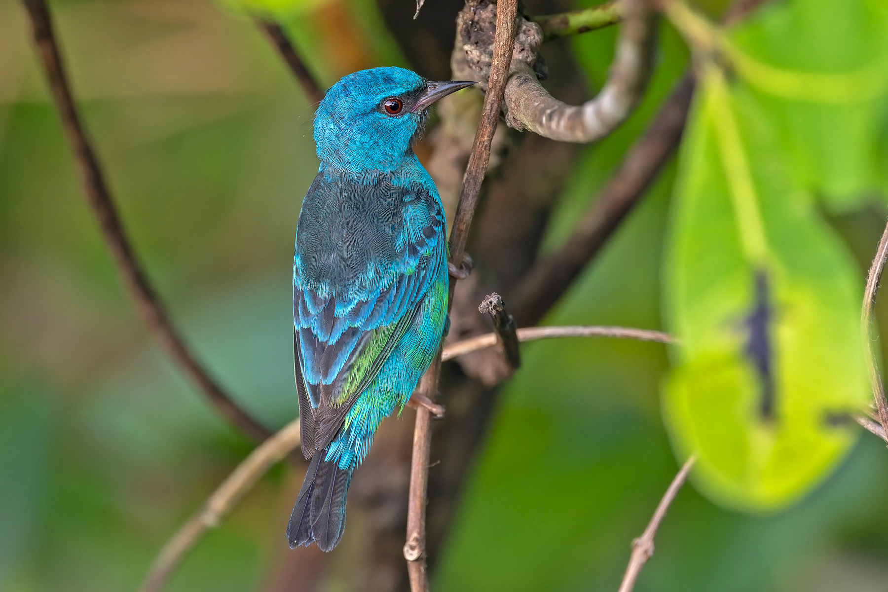 Blue Dacnis (image by Pete Morris)