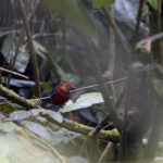 Blue-banded Pitta (image by Dáni Balla)