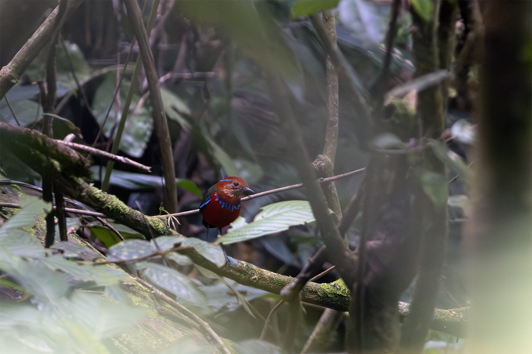 Blue-banded Pitta (image by Dáni Balla)