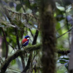 The stunning male of the Blue-headed Pitta is a real jewel of the forest floor (image by Dáni Balla)
