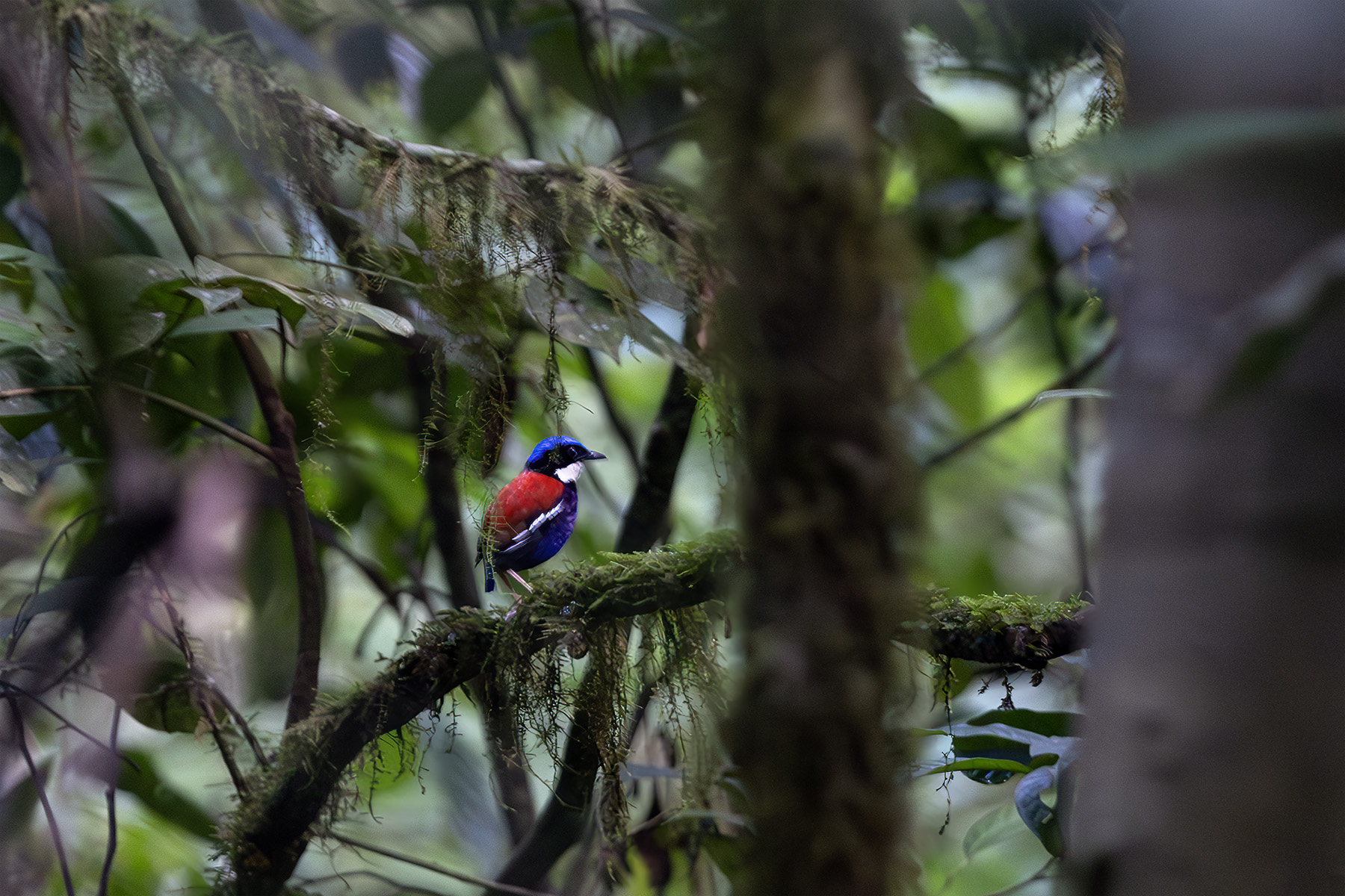 The stunning male of the Blue-headed Pitta is a real jewel of the forest floor (image by Dáni Balla)