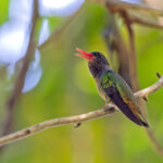 Blue-throated Sapphire (image by Pete Morris)