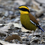 male Bornean Banded Pitta – another gem from the forest floor (image by Dáni Balla)