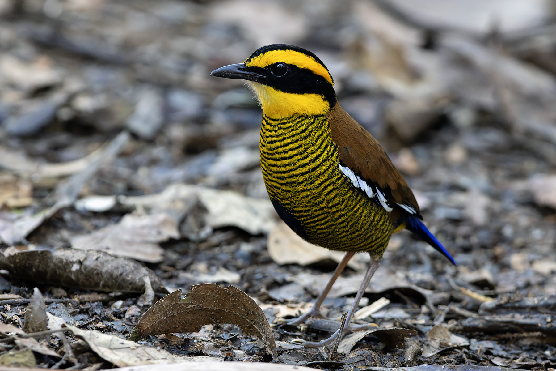 male Bornean Banded Pitta – another gem from the forest floor (image by Dáni Balla)
